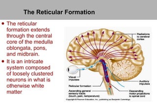 The Reticular Formation ,[object Object],[object Object]