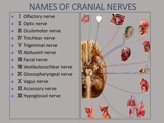NAMES OF CRANIAL NERVES
 Ⅰ Olfactory nerve
 Ⅱ Optic nerve
 Ⅲ Oculomotor nerve
 Ⅳ Trochlear nerve
 Ⅴ Trigeminal nerve
 Ⅵ Abducent nerve
 Ⅶ Facial nerve
 Ⅷ Vestibulocochlear nerve
 Ⅸ Glossopharyngeal nerve
 Ⅹ Vagus nerve
 Ⅺ Accessory nerve
 Ⅻ Hypoglossal nerve
 