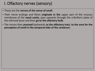 I. Olfactory nerves (sensory)
• These are the nerves of the sense of smell.
• Their nerve endings and fibres originate in the upper part of the mucous
membrane of the nasal cavity, pass upwards through the cribriform plate of
the ethmoid bone and then go to the olfactory bulb.
• The nerves then proceed backwards as the olfactory tract, to the area for the
perception of smell in the temporal lobe of the cerebrum.
 