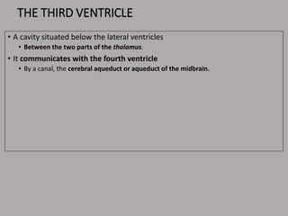 THE THIRD VENTRICLE
• A cavity situated below the lateral ventricles
• Between the two parts of the thalamus.
• It communicates with the fourth ventricle
• By a canal, the cerebral aqueduct or aqueduct of the midbrain.
 
