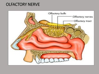 OLFACTORY NERVE
 