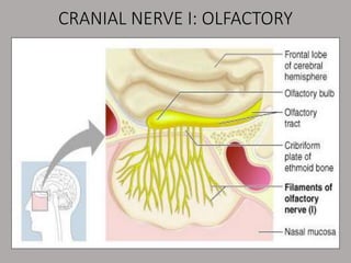 CRANIAL NERVE I: OLFACTORY
 