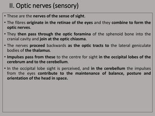 II. Optic nerves (sensory)
• These are the nerves of the sense of sight.
• The fibres originate in the retinae of the eyes and they combine to form the
optic nerves.
• They then pass through the optic foramina of the sphenoid bone into the
cranial cavity and join at the optic chiasma.
• The nerves proceed backwards as the optic tracts to the lateral geniculate
bodies of the thalamus.
• Impulses pass from these to the centre for sight in the occipital lobes of the
cerebrum and to the cerebellum.
• In the occipital lobe sight is perceived, and in the cerebellum the impulses
from the eyes contribute to the maintenance of balance, posture and
orientation of the head in space.
 