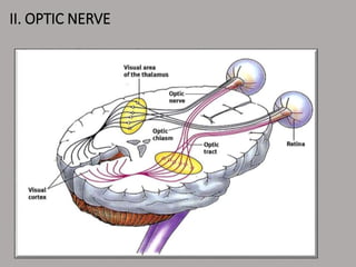 II. OPTIC NERVE
 