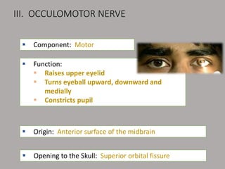 III. OCCULOMOTOR NERVE
 Component: Motor
 Function:
 Raises upper eyelid
 Turns eyeball upward, downward and
medially
 Constricts pupil
 Opening to the Skull: Superior orbital fissure
 Origin: Anterior surface of the midbrain
 