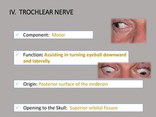 IV. TROCHLEAR NERVE
 Component: Motor
 Function: Assisting in turning eyeball downward
and laterally
 Opening to the Skull: Superior orbital fissure
 Origin: Posterior surface of the midbrain
 