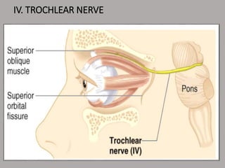 IV. TROCHLEAR NERVE
 