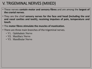 V. TRIGEMINAL NERVES (MIXED)
• These nerves contain motor and sensory fibres and are among the largest of
the cranial nerves.
• They are the chief sensory nerves for the face and head (including the oral
and nasal cavities and teeth), receiving impulses of pain, temperature and
touch.
• The motor fibres stimulate the muscles of mastication.
• There are three main branches of the trigeminal nerves.
• V1. Ophthalmic Nerve
• V2. Maxillary Nerve
• V3. Mandibular Nerve
 