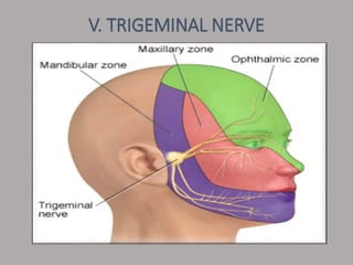 V. TRIGEMINAL NERVE
 