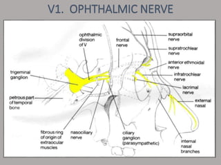 V1. OPHTHALMIC NERVE
 