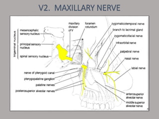V2. MAXILLARY NERVE
 