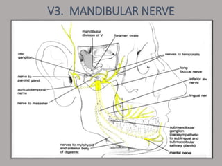 V3. MANDIBULAR NERVE
 