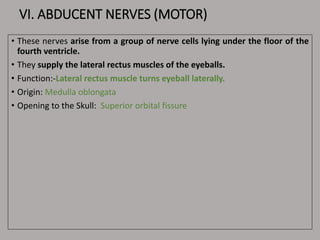 VI. ABDUCENT NERVES (MOTOR)
• These nerves arise from a group of nerve cells lying under the floor of the
fourth ventricle.
• They supply the lateral rectus muscles of the eyeballs.
• Function:-Lateral rectus muscle turns eyeball laterally.
• Origin: Medulla oblongata
• Opening to the Skull: Superior orbital fissure
 
