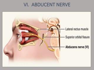 VI. ABDUCENT NERVE
 