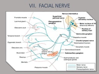 VII. FACIAL NERVE
 