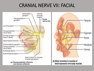 CRANIAL NERVE VII: FACIAL
 