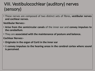 VIII. Vestibulocochlear (auditory) nerves
(sensory)
• These nerves are composed of two distinct sets of fibres, vestibular nerves
and cochlear nerves.
Vestibular Nerves:-
• Arise from the semicircular canals of the inner ear and convey impulses to
the cerebellum.
• They are associated with the maintenance of posture and balance.
Cochlear Nerves:-
• Originate in the organ of Corti in the inner ear
• It convey impulses to the hearing areas in the cerebral cortex where sound
is perceived.
 