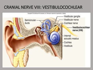 CRANIAL NERVE VIII: VESTIBULOCOCHLEAR
 