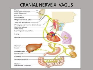 CRANIAL NERVE X: VAGUS
 