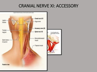 CRANIAL NERVE XI: ACCESSORY
 