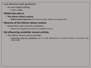 • Just lateral to each pyramid is
• An oval-shaped swelling
• Called an olive.
• Within the olive is
• The inferior olivary nucleus,
• Which receives input from the cerebral cortex, midbrain and spinal cord.
• Neurons of the inferior olivary nucleus
• Extend their axons into the cerebellum,
• Where they regulate the activity of cerebellar neurons.
• By influencing cerebellar neuron activity,
• The inferior olivary nucleus provides
• Instructions that the cerebellum uses to make adjustments to muscle activity as you learn new
motor skills.
 