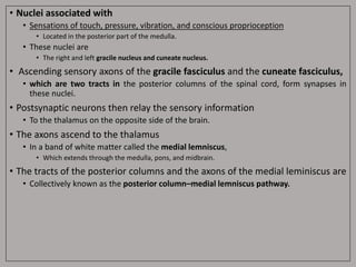 • Nuclei associated with
• Sensations of touch, pressure, vibration, and conscious proprioception
• Located in the posterior part of the medulla.
• These nuclei are
• The right and left gracile nucleus and cuneate nucleus.
• Ascending sensory axons of the gracile fasciculus and the cuneate fasciculus,
• which are two tracts in the posterior columns of the spinal cord, form synapses in
these nuclei.
• Postsynaptic neurons then relay the sensory information
• To the thalamus on the opposite side of the brain.
• The axons ascend to the thalamus
• In a band of white matter called the medial lemniscus,
• Which extends through the medulla, pons, and midbrain.
• The tracts of the posterior columns and the axons of the medial leminiscus are
• Collectively known as the posterior column–medial lemniscus pathway.
 