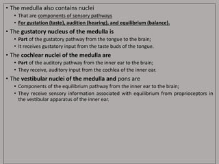 • The medulla also contains nuclei
• That are components of sensory pathways
• For gustation (taste), audition (hearing), and equilibrium (balance).
• The gustatory nucleus of the medulla is
• Part of the gustatory pathway from the tongue to the brain;
• It receives gustatory input from the taste buds of the tongue.
• The cochlear nuclei of the medulla are
• Part of the auditory pathway from the inner ear to the brain;
• They receive, auditory input from the cochlea of the inner ear.
• The vestibular nuclei of the medulla and pons are
• Components of the equilibrium pathway from the inner ear to the brain;
• They receive sensory information associated with equilibrium from proprioceptors in
the vestibular apparatus of the inner ear.
 