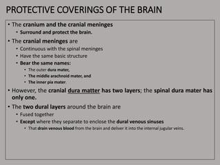 PROTECTIVE COVERINGS OF THE BRAIN
• The cranium and the cranial meninges
• Surround and protect the brain.
• The cranial meninges are
• Continuous with the spinal meninges
• Have the same basic structure
• Bear the same names:
• The outer dura mater,
• The middle arachnoid mater, and
• The inner pia mater.
• However, the cranial dura matter has two layers; the spinal dura mater has
only one.
• The two dural layers around the brain are
• Fused together
• Except where they separate to enclose the dural venous sinuses
• That drain venous blood from the brain and deliver it into the internal jugular veins.
 