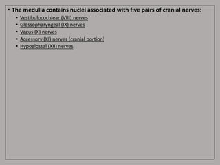 • The medulla contains nuclei associated with five pairs of cranial nerves:
• Vestibulocochlear (VIII) nerves
• Glossopharyngeal (IX) nerves
• Vagus (X) nerves
• Accessory (XI) nerves (cranial portion)
• Hypoglossal (XII) nerves
 