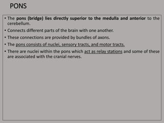 PONS
• The pons (bridge) lies directly superior to the medulla and anterior to the
cerebellum.
• Connects different parts of the brain with one another.
• These connections are provided by bundles of axons.
• The pons consists of nuclei, sensory tracts, and motor tracts.
• There are nuclei within the pons which act as relay stations and some of these
are associated with the cranial nerves.
 