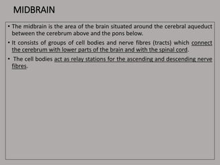 MIDBRAIN
• The midbrain is the area of the brain situated around the cerebral aqueduct
between the cerebrum above and the pons below.
• It consists of groups of cell bodies and nerve fibres (tracts) which connect
the cerebrum with lower parts of the brain and with the spinal cord.
• The cell bodies act as relay stations for the ascending and descending nerve
fibres.
 