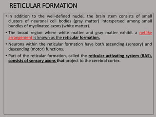 RETICULAR FORMATION
• In addition to the well-defined nuclei, the brain stem consists of small
clusters of neuronal cell bodies (gray matter) interspersed among small
bundles of myelinated axons (white matter).
• The broad region where white matter and gray matter exhibit a netlike
arrangement is known as the reticular formation.
• Neurons within the reticular formation have both ascending (sensory) and
descending (motor) functions.
• Part of the reticular formation, called the reticular activating system (RAS),
consists of sensory axons that project to the cerebral cortex.
 
