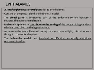 EPITHALAMUS
• A small region superior and posterior to the thalamus.
• Consists of the pineal gland and habenular nuclei.
• The pineal gland is considered part of the endocrine system because it
secretes the hormone melatonin.
• Melatonin appears to contribute to the setting of the body’s biological clock,
which is controlled by the hypothalamus.
• As more melatonin is liberated during darkness than in light, this hormone is
thought to promote sleepiness.
• The habenular nuclei, are involved in olfaction, especially emotional
responses to odors.
 