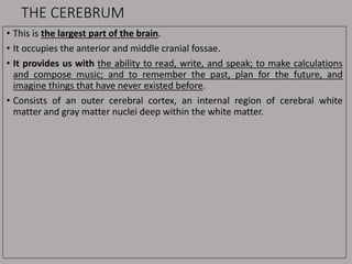 THE CEREBRUM
• This is the largest part of the brain.
• It occupies the anterior and middle cranial fossae.
• It provides us with the ability to read, write, and speak; to make calculations
and compose music; and to remember the past, plan for the future, and
imagine things that have never existed before.
• Consists of an outer cerebral cortex, an internal region of cerebral white
matter and gray matter nuclei deep within the white matter.
 