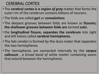 CEREBRAL CORTEX
• The cerebral cortex is a region of gray matter that forms the
outer rim of the cerebrum contains billions of neurons.
• The folds are called gyri or convolutions.
• The deepest grooves between folds are known as fissures;
the shallower grooves between folds are termed sulci.
• the longitudinal fissure, separates the cerebrum into right
and left halves called cerebral hemispheres.
•The falx cerebri is formed by the dura mater that separates
the two hemispheres.
• The hemispheres are connected internally by the corpus
callosum , a broad band of white matter containing axons
that extend between the hemispheres.
 