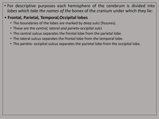 • For descriptive purposes each hemisphere of the cerebrum is divided into
lobes which take the names of the bones of the cranium under which they lie:
• Frontal, Parietal, Temporal,Occipital lobes
• The boundaries of the lobes are marked by deep sulci (fissures).
• These are the central, lateral and parieto-occipital sulci.
• The central sulcus separates the frontal lobe from the parietal lobe.
• The lateral sulcus separates the frontal lobe from the temporal lobe.
• The parieto- occipital sulcus separates the parietal lobe from the occipital lobe.
 