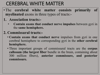 CEREBRAL WHITE MATTER
•The cerebral white matter consists primarily of
myelinated axons in three types of tracts:-
1. Association tracts:-
• Contain axons that conduct nerve impulses between gyri in
the same hemisphere.
2. Commissural tracts:-
• Contain axons that conduct nerve impulses from gyri in one
cerebral hemisphere to corresponding gyri in the other cerebral
hemisphere.
• Three important groups of commissural tracts are the corpus
callosum (the largest fiber bundle in the brain, containing about
300 million fibers), anterior commissure, and posterior
commissure.
 