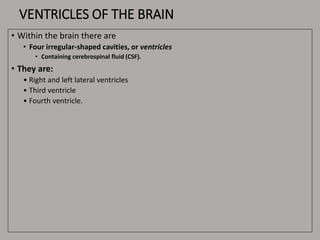 VENTRICLES OF THE BRAIN
• Within the brain there are
• Four irregular-shaped cavities, or ventricles
• Containing cerebrospinal fluid (CSF).
• They are:
• Right and left lateral ventricles
• Third ventricle
• Fourth ventricle.
 
