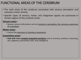 FUNCTIONAL AREAS OF THE CEREBRUM
• The main areas of the cerebrum associated with sensory perception and
voluntary motor activity.
• Specific types of sensory, motor, and integrative signals are processed in
certain regions of the cerebral cortex.
Sensory areas:-
• Receive sensory information and are involved in perception, the conscious awareness
of a sensation.
Motor areas:-
• Control the execution of voluntary movements.
Association areas:-
• Deal with more complex integrative functions such as memory, emotions, reasoning,
will, judgment, personality traits, and intelligence.
 