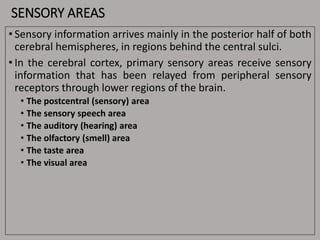 SENSORY AREAS
• Sensory information arrives mainly in the posterior half of both
cerebral hemispheres, in regions behind the central sulci.
• In the cerebral cortex, primary sensory areas receive sensory
information that has been relayed from peripheral sensory
receptors through lower regions of the brain.
• The postcentral (sensory) area
• The sensory speech area
• The auditory (hearing) area
• The olfactory (smell) area
• The taste area
• The visual area
 