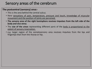 Sensory areas of the cerebrum
The postcentral (sensory) area:-
• This is the area behind the central sulcus.
• Here sensations of pain, temperature, pressure and touch, knowledge of muscular
movement and the position of joints are perceived.
• The sensory area of the right hemisphere receives impulses from the left side of the
body and vice versa.
• The size of the areas representing different parts of the body is proportional to the
extent of sensory innervation.
• e.g. larger region of the somatosensory area receives impulses from the lips and
fingertips than from the thorax or hip.
 
