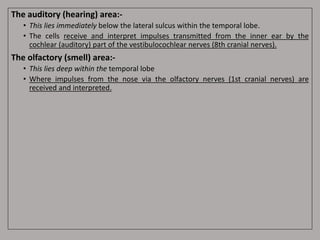 The auditory (hearing) area:-
• This lies immediately below the lateral sulcus within the temporal lobe.
• The cells receive and interpret impulses transmitted from the inner ear by the
cochlear (auditory) part of the vestibulocochlear nerves (8th cranial nerves).
The olfactory (smell) area:-
• This lies deep within the temporal lobe
• Where impulses from the nose via the olfactory nerves (1st cranial nerves) are
received and interpreted.
 
