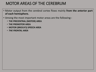 MOTOR AREAS OF THE CEREBRUM
• Motor output from the cerebral cortex flows mainly from the anterior part
of each hemisphere.
• Among the most important motor areas are the following:-
• THE PRECENTRAL (MOTOR) AREA
• THE PREMOTOR AREA
• MOTOR (BROCA’S) SPEECH AREA
• THE FRONTAL AREA
 