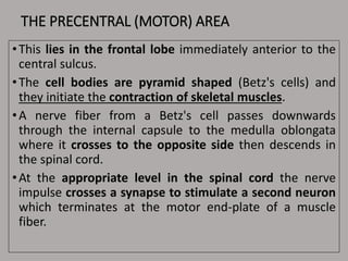THE PRECENTRAL (MOTOR) AREA
•This lies in the frontal lobe immediately anterior to the
central sulcus.
•The cell bodies are pyramid shaped (Betz's cells) and
they initiate the contraction of skeletal muscles.
•A nerve fiber from a Betz's cell passes downwards
through the internal capsule to the medulla oblongata
where it crosses to the opposite side then descends in
the spinal cord.
•At the appropriate level in the spinal cord the nerve
impulse crosses a synapse to stimulate a second neuron
which terminates at the motor end-plate of a muscle
fiber.
 