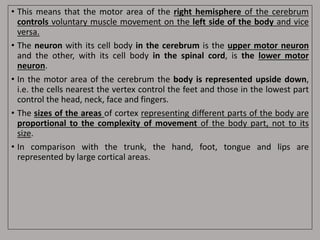 • This means that the motor area of the right hemisphere of the cerebrum
controls voluntary muscle movement on the left side of the body and vice
versa.
• The neuron with its cell body in the cerebrum is the upper motor neuron
and the other, with its cell body in the spinal cord, is the lower motor
neuron.
• In the motor area of the cerebrum the body is represented upside down,
i.e. the cells nearest the vertex control the feet and those in the lowest part
control the head, neck, face and fingers.
• The sizes of the areas of cortex representing different parts of the body are
proportional to the complexity of movement of the body part, not to its
size.
• In comparison with the trunk, the hand, foot, tongue and lips are
represented by large cortical areas.
 