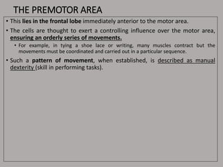 THE PREMOTOR AREA
• This lies in the frontal lobe immediately anterior to the motor area.
• The cells are thought to exert a controlling influence over the motor area,
ensuring an orderly series of movements.
• For example, in tying a shoe lace or writing, many muscles contract but the
movements must be coordinated and carried out in a particular sequence.
• Such a pattern of movement, when established, is described as manual
dexterity (skill in performing tasks).
 