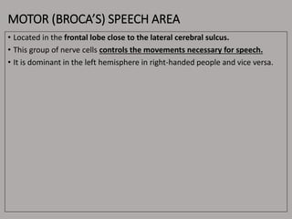 MOTOR (BROCA’S) SPEECH AREA
• Located in the frontal lobe close to the lateral cerebral sulcus.
• This group of nerve cells controls the movements necessary for speech.
• It is dominant in the left hemisphere in right-handed people and vice versa.
 