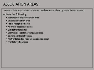 ASSOCIATION AREAS
• Association areas are connected with one another by association tracts.
Include the following:
• Somatosensory association area
• Visual association area
• Facial recognition area
• Auditory association area
• Orbitofrontal cortex
• Wernicke’s (posterior language) area
• Common integrative area
• Prefrontal cortex (frontal association area)
• Frontal eye field area
 