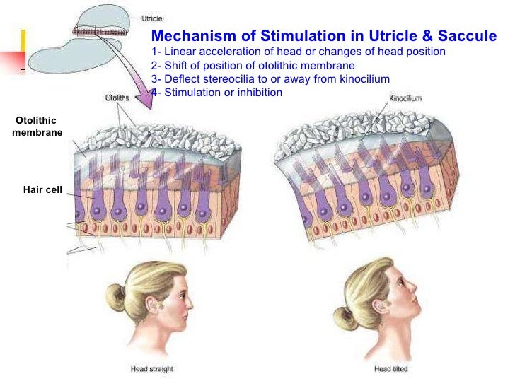 utricle saccule cns otolithic physiology mechanism stimulation
