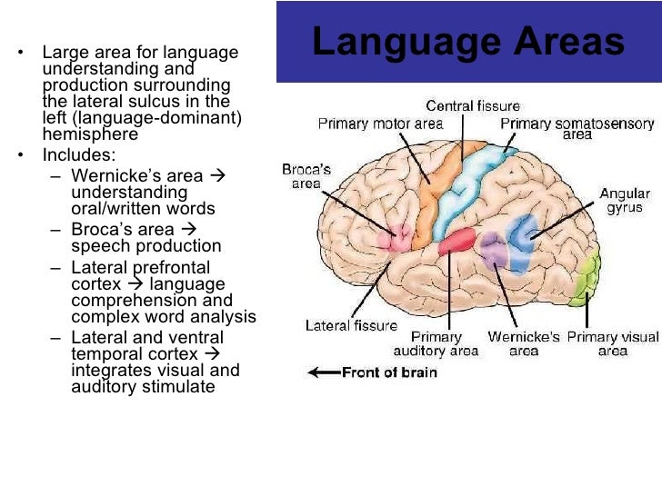 Cns 17 Cns 17